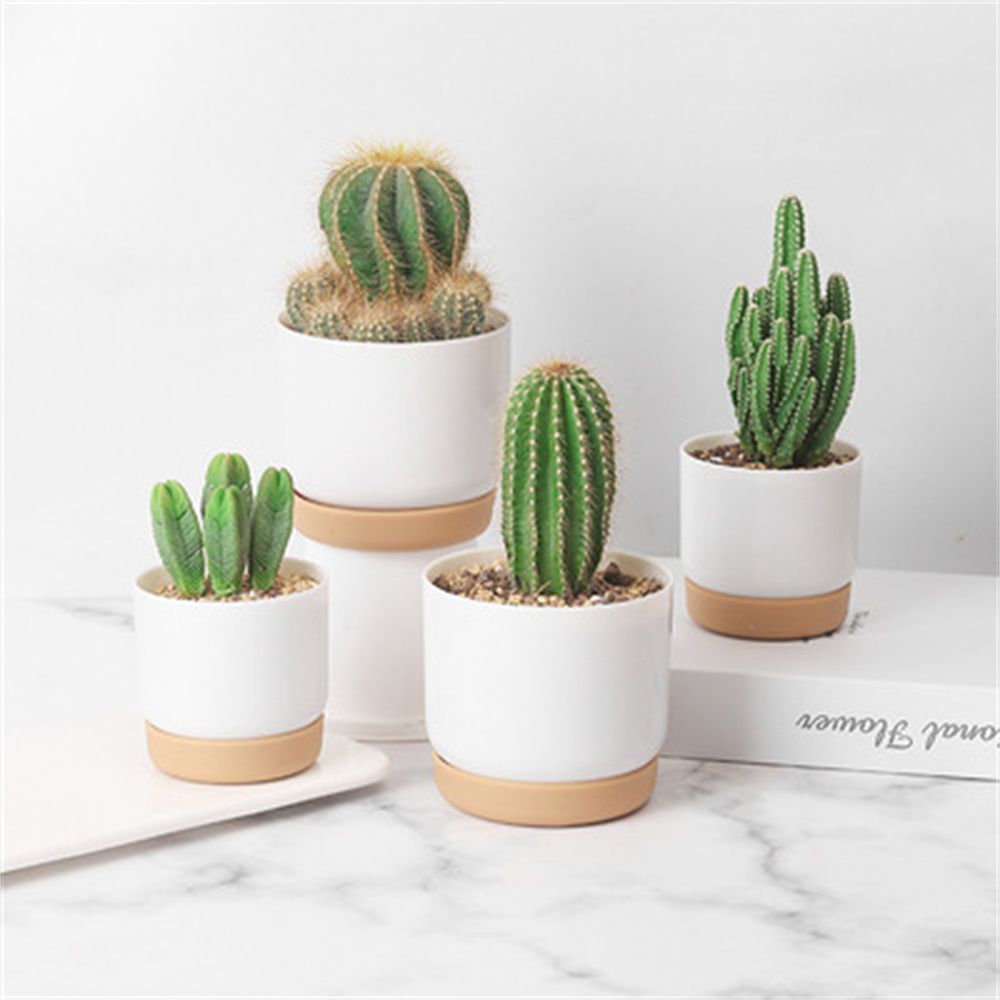 Echeveria Succulent - أواني زرع دائرية للصبار والنباتات العصارية،