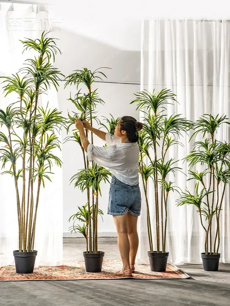 شجرة دراسينا مارجيناتا الاصطنا - مراجعة Dracaena Marginata وسعره