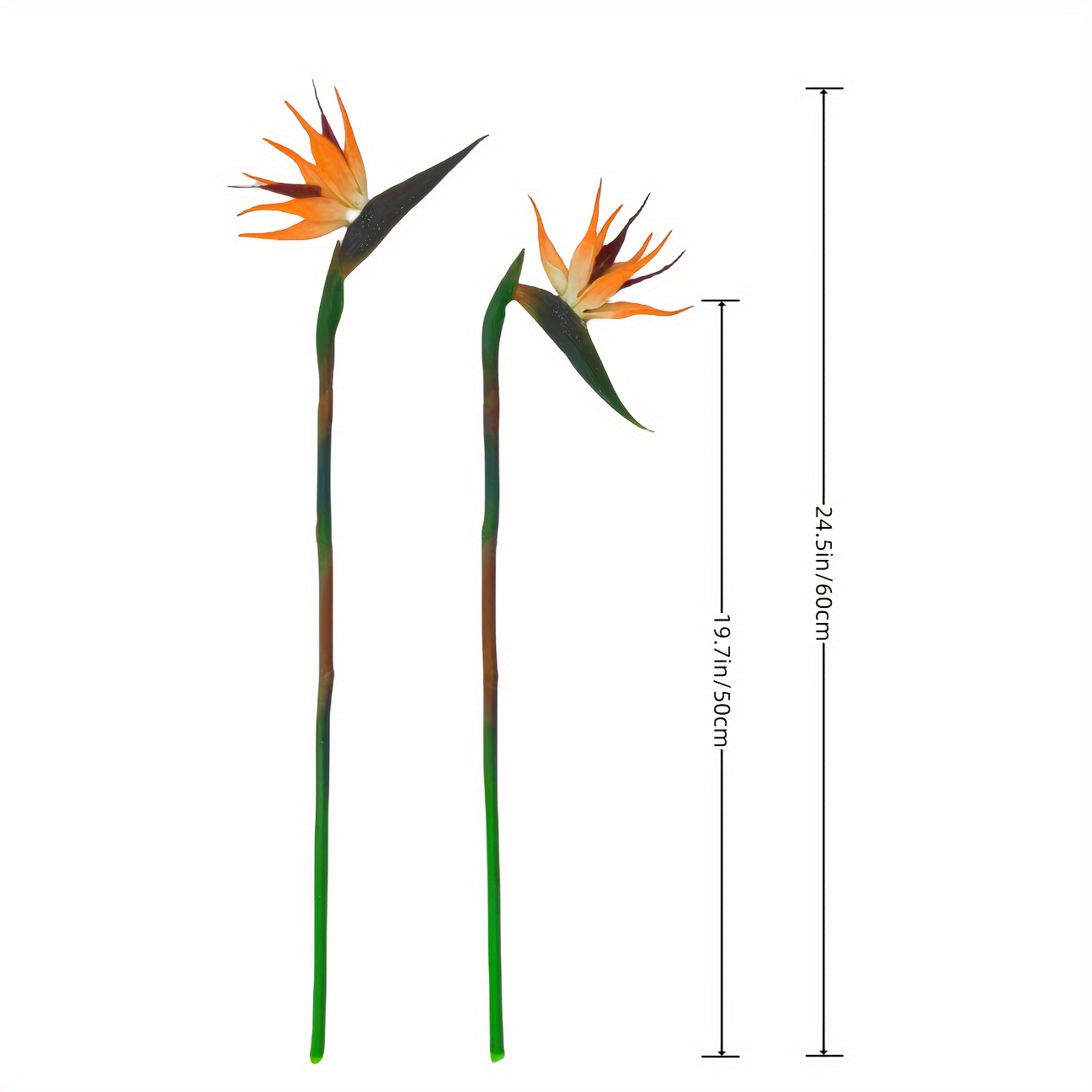 3 قطع من زهور طيور السماء الاص - مراجعة Bird Paradise Strelitzia وسعره