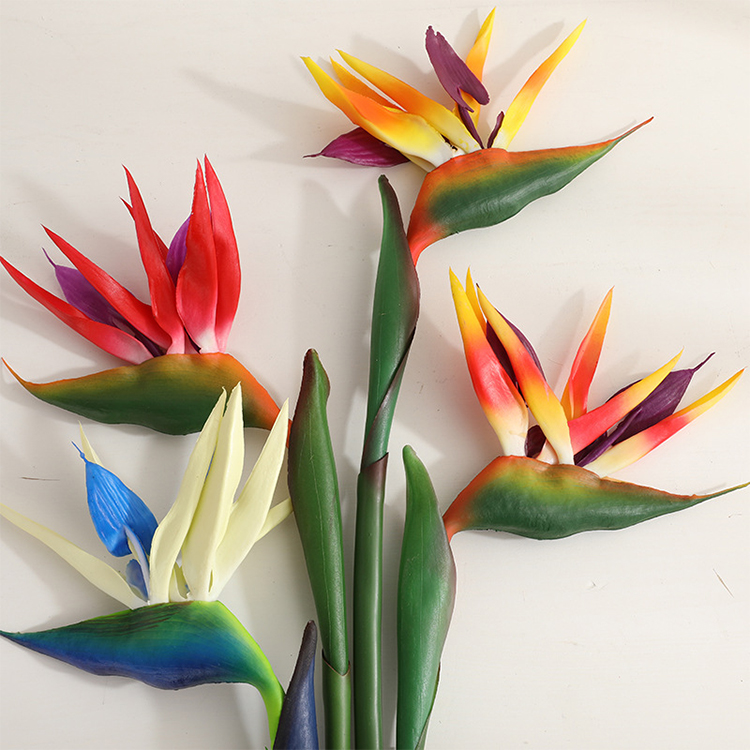 قطعتان من زهور السترليتازيا ال - مراجعة Bird Paradise Strelitzia وسعره