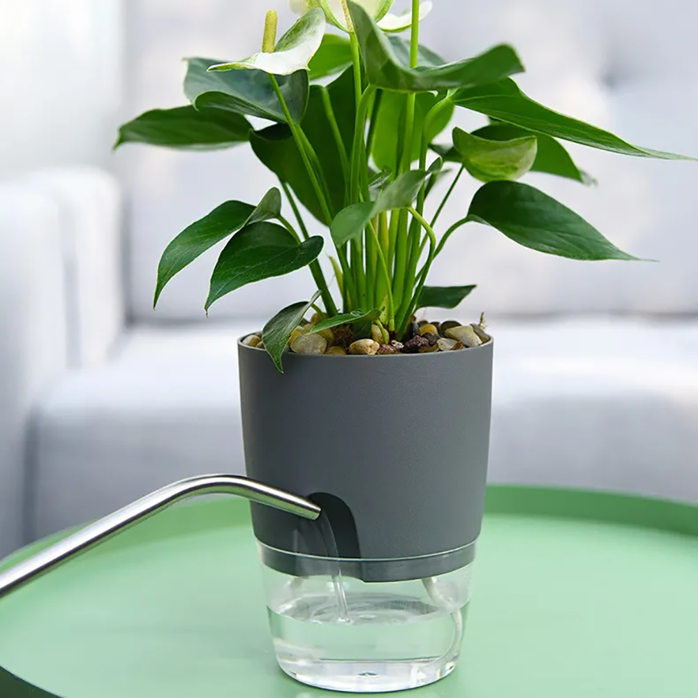 أصيص زهور بلاستيكي شفاف بطبقة  - مراجعة Aloe Vera Pot وسعره