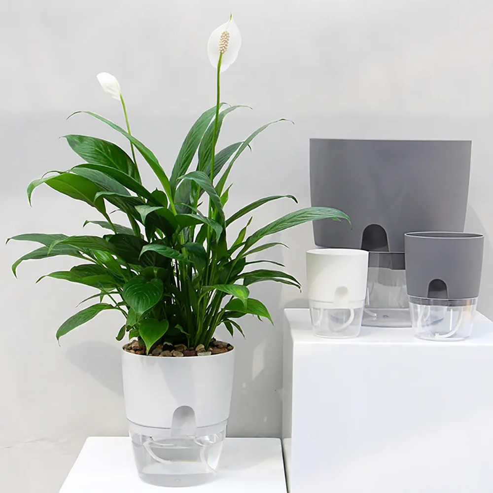 أصيص زهور بلاستيكي شفاف بطبقة  - مراجعة Aloe Vera Pot وسعره