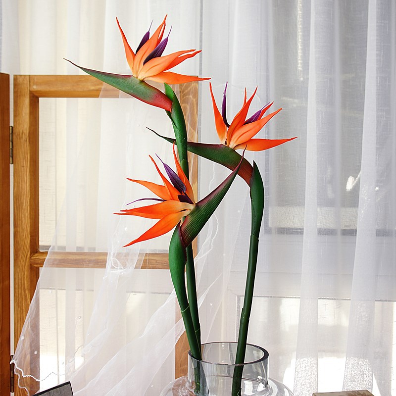 3 قطع من زهور طائر الجنة الاصط - مراجعة Bird Paradise Strelitzia وسعره
